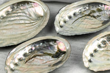 Load image into Gallery viewer, Abalone Shell
