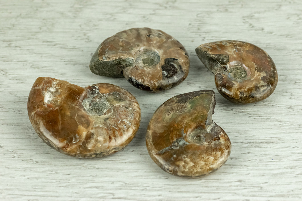 Ammonites- Small