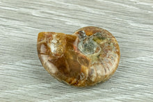 Load image into Gallery viewer, Ammonites- Small
